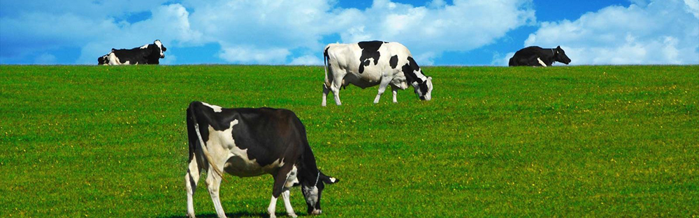 Cosmos Feed care
